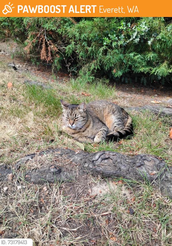 Found/Stray Unknown Cat last seen 75th and Evergreen, Everett, WA 98203