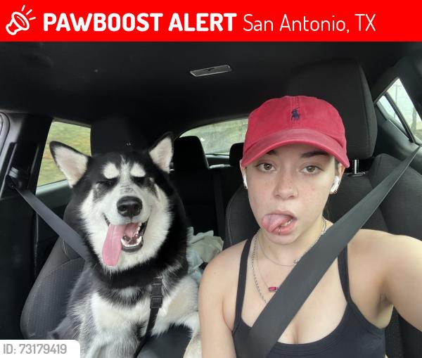 Lost Male Dog last seen Menchaca and 28th, San Antonio, TX 78228