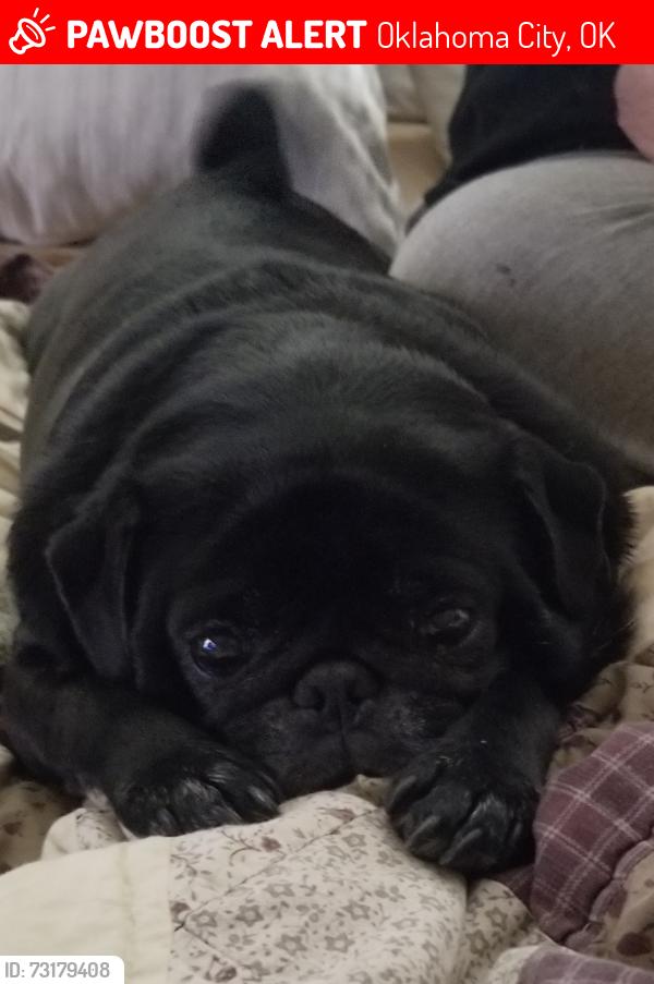 Lost Female Dog last seen 121st NW, Oklahoma City, OK 73114