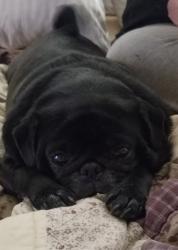 Lost Female Dog last seen 121st NW, Oklahoma City, OK 73114