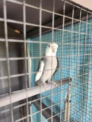 Lost Male Bird last seen Love's Truck Stop, Donna, TX 78537