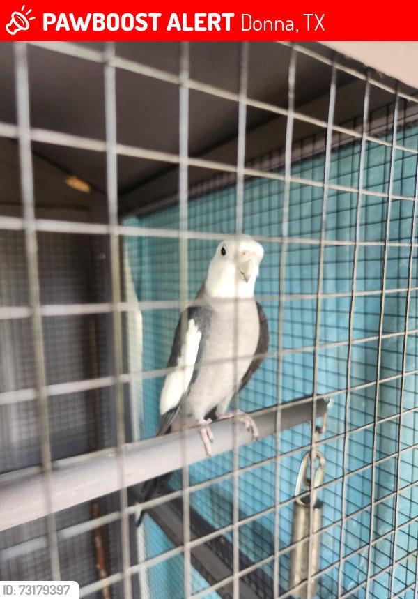 Lost Male Bird last seen Love's Truck Stop, Donna, TX 78537