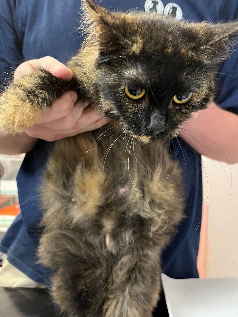 Shelter Stray Female Cat last seen Bexar County, 3353 Morningside Dr, New Braunfels, TX 78132, USA