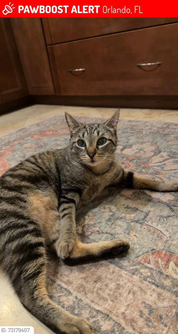 Lost Female Cat last seen Maury Rd. & Rio Grande, Orlando, FL 32804