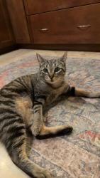 Lost Female Cat last seen Maury Rd. & Rio Grande, Orlando, FL 32804