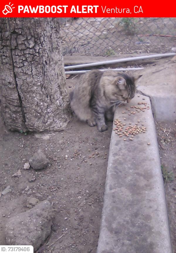Lost Female Cat last seen Rodeway Inn, Ventura, CA 93001