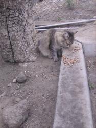 Lost Female Cat last seen Rodeway Inn, Ventura, CA 93001