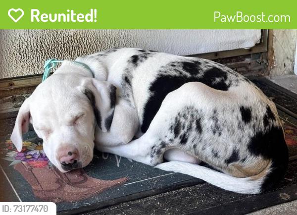 Reunited Female Dog last seen NC-50 Benson NC & Elevation Road, Benson, NC 27504