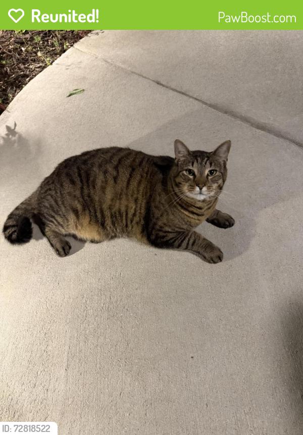 Reunited Unknown Cat last seen Headwater Drive. Summerville SC, Summerville, SC 29483