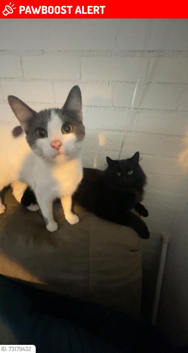 Lost Female Cat last seen Blue beach road, Kings County, NS B0P 1P0