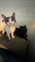 Lost Female Cat last seen Blue beach road, Kings County, NS B0P 1P0