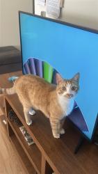 Reunited Male Cat last seen E 2nd street, Long Beach, CA 90803