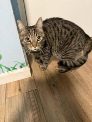 Found/Stray Unknown Cat last seen Across from arroyo elementary school, Simi Valley, CA 93065