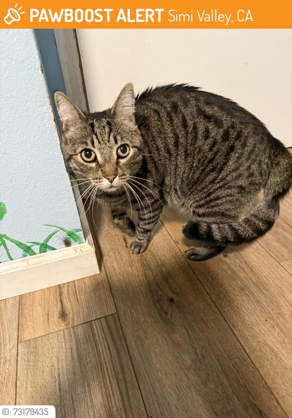Found/Stray Unknown Cat last seen Across from arroyo elementary school, Simi Valley, CA 93065