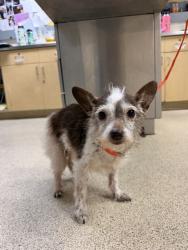 Shelter Stray Female Dog last seen TYLER ST/ HOLE AVE RIVERSIDE CA, 6851 Van Buren Boulevard, Jurupa Valley, CA 92509, USA