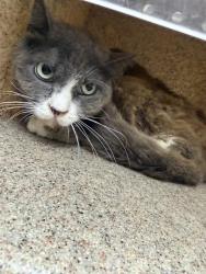 Shelter Stray Female Cat last seen Near BLOCK MAGNOLIA AVE, RIVERSIDE CA 92505, 6851 Van Buren Boulevard, Jurupa Valley, CA 92509, USA