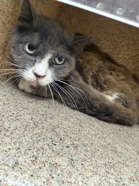 Shelter Stray Female Cat last seen Near BLOCK MAGNOLIA AVE, RIVERSIDE CA 92505, 6851 Van Buren Boulevard, Jurupa Valley, CA 92509, USA