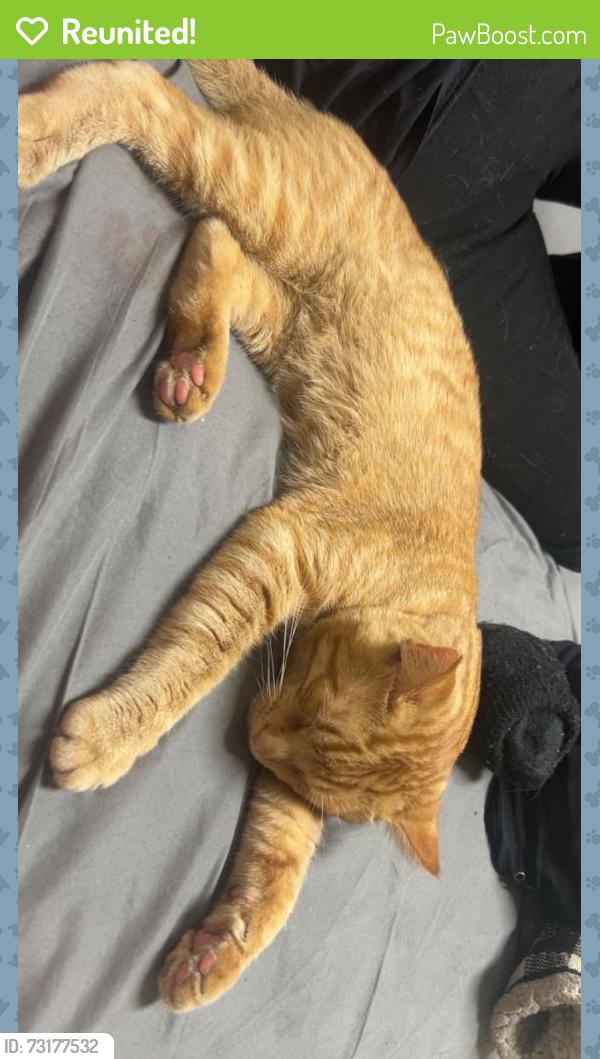 Reunited Male Cat last seen On the corner of Conklin st and mill, Poughkeepsie, NY 12601