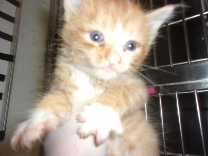 Shelter Stray Male Cat last seen , 14409 Vanowen St, Van Nuys, CA 91405, USA