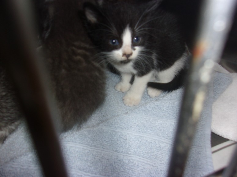 Shelter Stray Male Cat last seen , 14409 Vanowen St, Van Nuys, CA 91405, USA