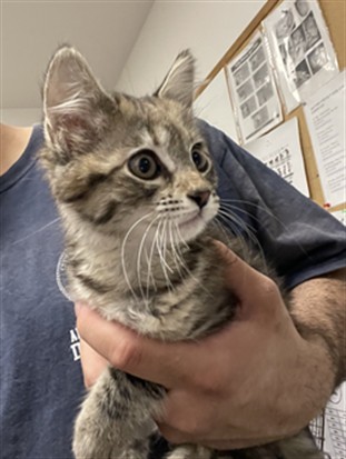 Shelter Stray Female Cat last seen , 14409 Vanowen St, Van Nuys, CA 91405, USA