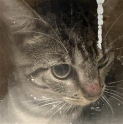 Shelter Stray Male Cat last seen , 11361 W Pico Blvd, Los Angeles, CA 90064, USA