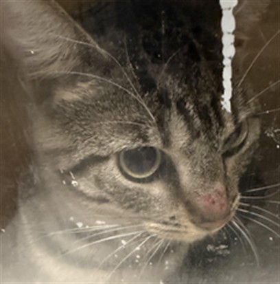 Shelter Stray Male Cat last seen , 11361 W Pico Blvd, Los Angeles, CA 90064, USA