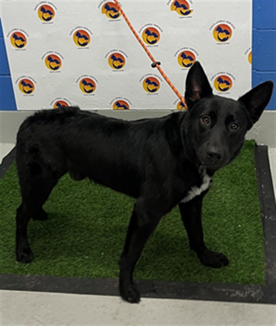 Shelter Stray Male Dog last seen COUNTY RD 575, 19640 Dogpatch Ln, Land O' Lakes, FL 34638, USA
