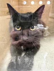 Shelter Stray Unknown Cat last seen Near BLOCK SW 63RD, 2811 SE 29th St, Oklahoma City, OK 73129, USA