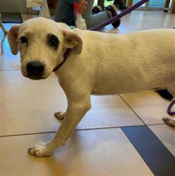 Shelter Stray Female Dog last seen EHREN CUTOFF, 19640 Dogpatch Ln, Land O' Lakes, FL 34638, USA