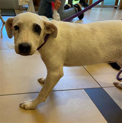 Shelter Stray Female Dog last seen EHREN CUTOFF, 19640 Dogpatch Ln, Land O' Lakes, FL 34638, USA