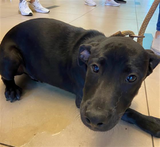 Shelter Stray Male Dog last seen EHREN CUTOFF, 19640 Dogpatch Ln, Land O' Lakes, FL 34638, USA