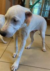 Shelter Stray Male Dog last seen EHREN CUTOFF, 19640 Dogpatch Ln, Land O' Lakes, FL 34638, USA