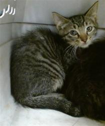 Shelter Stray Unknown Cat last seen Near BLOCK SW 63RD, 2811 SE 29th St, Oklahoma City, OK 73129, USA
