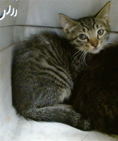 Shelter Stray Unknown Cat last seen Near BLOCK SW 63RD, 2811 SE 29th St, Oklahoma City, OK 73129, USA