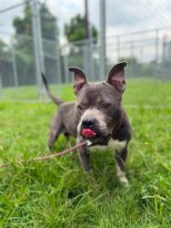 Shelter Stray Male Dog last seen Near BLOCK SEA WAVE CR, 3528 Newburg Rd, Louisville, KY 40218, USA