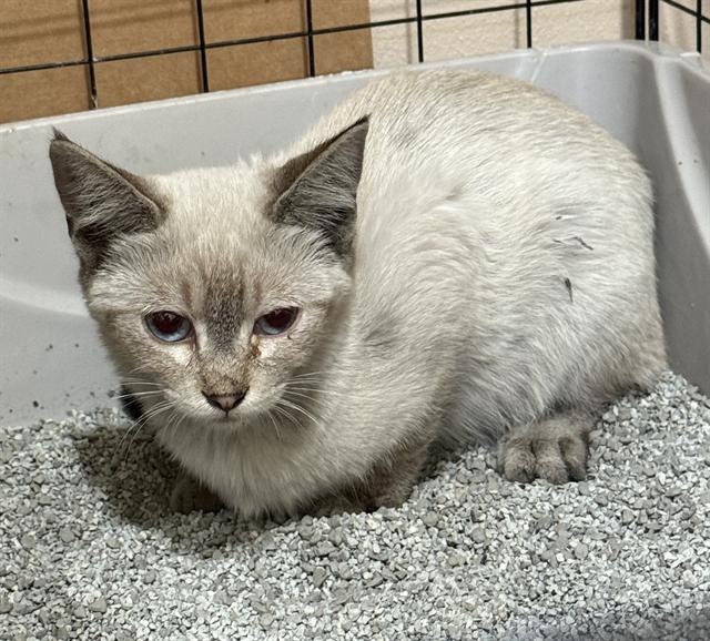 Shelter Stray Unknown Cat last seen Near BLOCK CERRO GORDO, 3951 Fruitvale Ave, Bakersfield, CA 93308, USA