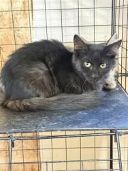 Shelter Stray Unknown Cat last seen Near BLOCK CERRO GORDO, 3951 Fruitvale Ave, Bakersfield, CA 93308, USA