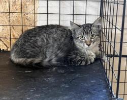 Shelter Stray Unknown Cat last seen Near BLOCK CERRO GORDO, 3951 Fruitvale Ave, Bakersfield, CA 93308, USA
