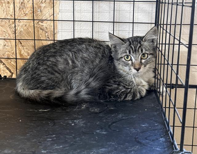 Shelter Stray Unknown Cat last seen Near BLOCK CERRO GORDO, 3951 Fruitvale Ave, Bakersfield, CA 93308, USA