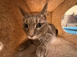 Shelter Stray Female Cat last seen Near BLOCK W PARLIAMENT AVE, WEST VALLEY CITY UT 84123, 4522 W 3500 S, West Valley City, UT 84120, USA