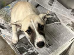 Shelter Stray Male Dog last seen , West Valley Animal Shelter, 20655 Plummer St, Chatsworth, CA 91311, USA