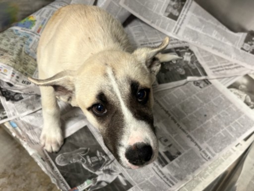 Shelter Stray Male Dog last seen , West Valley Animal Shelter, 20655 Plummer St, Chatsworth, CA 91311, USA