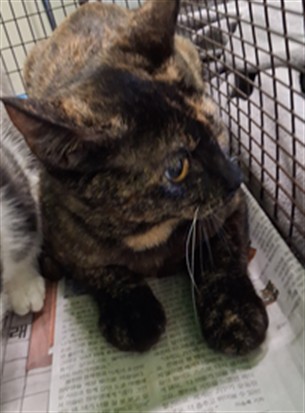 Shelter Stray Female Cat last seen , 1850 W 60th St, Los Angeles, CA 90047, USA