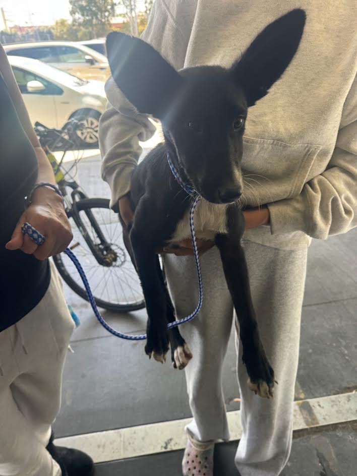 Shelter Stray Female Dog last seen , 1850 W 60th St, Los Angeles, CA 90047, USA