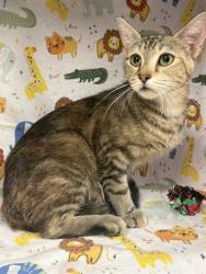 Shelter Stray Female Cat last seen SAN GABRIEL CIR/WS, 232 Eslinger Way, Sanford, FL 32773, USA