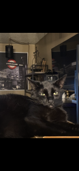 Reunited Male Cat last seen Near W Coolidge Ave, Anaheim, CA 92801, USA, Anaheim, CA 92801