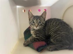 Shelter Stray Female Cat last seen Near BLOCK W GREENACRE CT, 3839 W Burnham St, West Milwaukee, WI 53215, USA