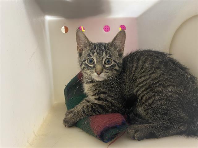 Shelter Stray Female Cat last seen Near BLOCK W GREENACRE CT, 3839 W Burnham St, West Milwaukee, WI 53215, USA