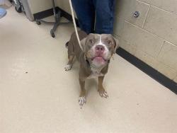 Shelter Stray Female Dog last seen Near BLOCK N 36TH ST, 3839 W Burnham St, West Milwaukee, WI 53215, USA